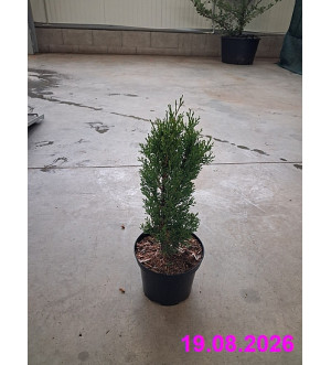 Cupressus semperv. 'Totem' C 2 L
